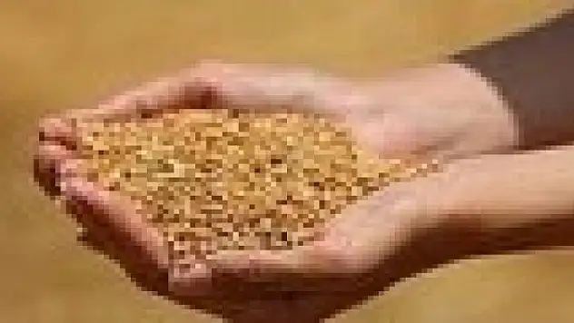 Buğday 5 lira 473 kuruştan satıldı