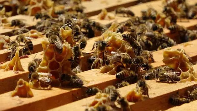 Ordu'da arı ölümleri arttı