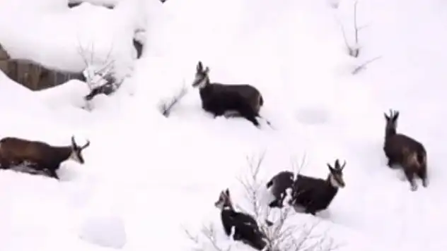 Dağ keçileri böyle görüntülendi