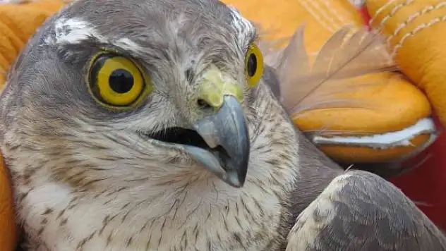 Yaralı atmaca tedavi edilecek