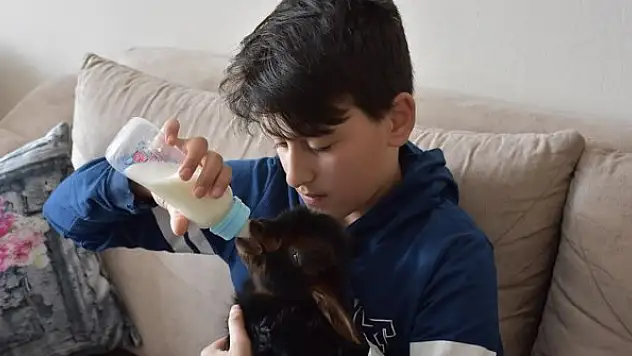 Evde baktıkları oğlağı biberonla besliyorlar