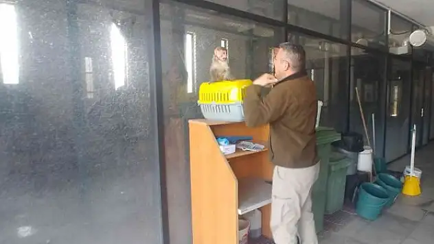 Sahiplenilmesi yasak maymunu evinde besleyen şahsa ceza