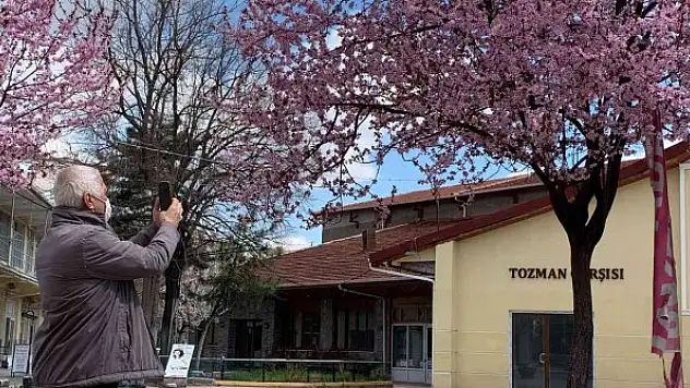 Erik ağaçlarının pembe çiçekleri şehri süsledi