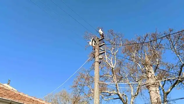 Tele takılan leyleğe itfaiye yardım eli uzattı