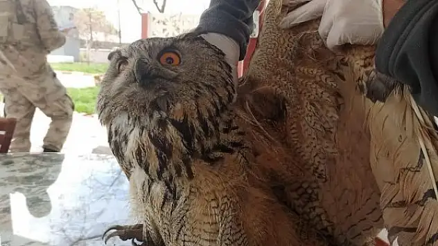 Yaralı puhu, tedavisinden sonra doğaya salındı
