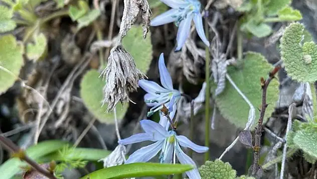 Korumaya alınan 'Mezopotamya sümbülü' görücüye çıkıyor