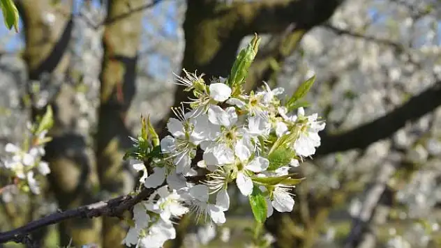 Erik ve şeftaliler çiçek açtı