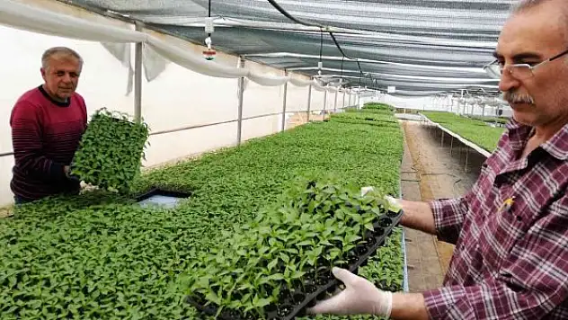Ata tohumundan üretilen fideye yoğun talep