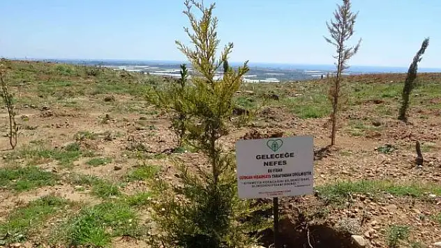 Manavgat'ta yanan ormanların yüzde 70'i ağaçlandırıldı