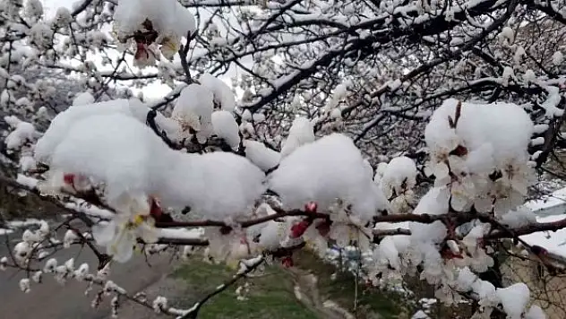 Çiçek açan meyve ağaçlarını don vurdu