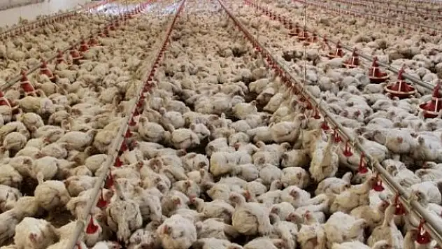 Tavuk eti üretiminde yüzde 13,4 artış