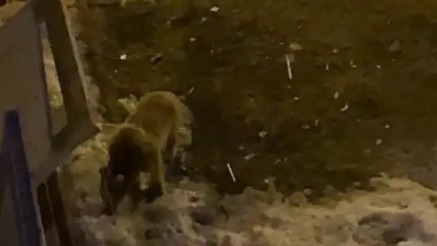 Aç kalan yavru ayı şehir merkezine indi