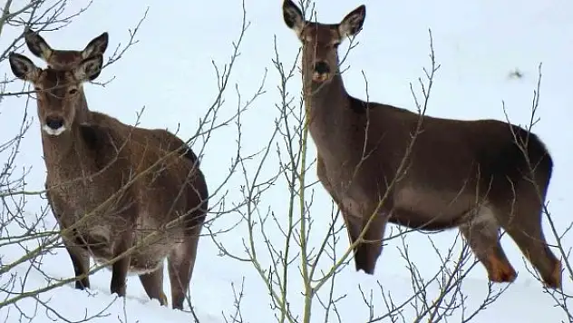 Doğaya bırakılan kızıl geyiklerin sayıları çoğalıyor