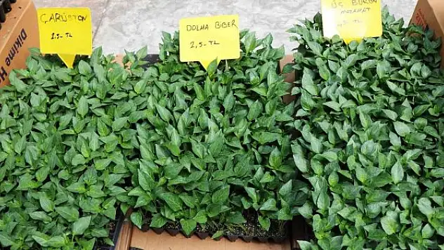 Balkonda bile yetişen sebze fidelerine ilgi arttı