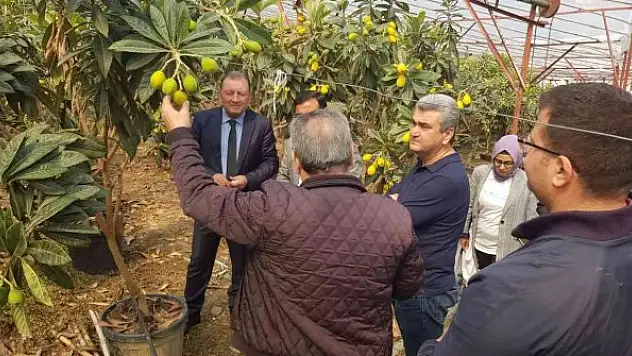 Alanya yenidünyasında ilk kez örtü altı hasat heyecanı yaşandı