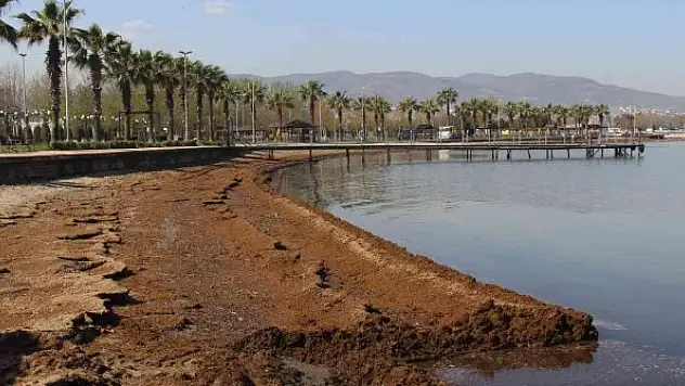 Kokuyu alan sahili terk etti