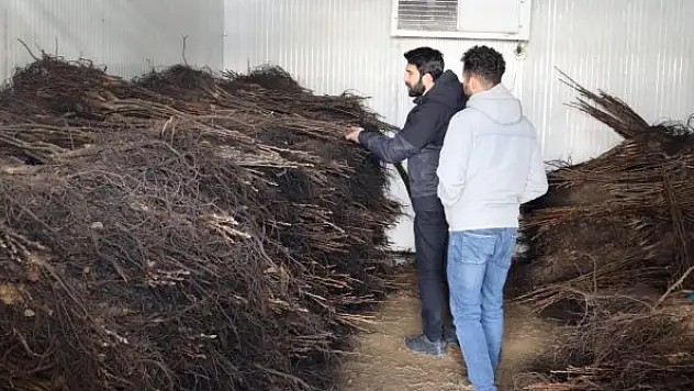 Çiftçilere yüzde 50 hibe ile ceviz fidanı dağıtımı