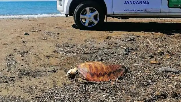 Denize atılan atıklar 4 caretta carettayı telef etti