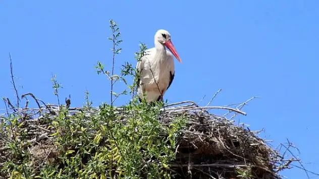 Elektrik direğinin tepesindeki yuva, leylek ailesine yaklaşık 20 yıldır ev sahipliği yapıyor