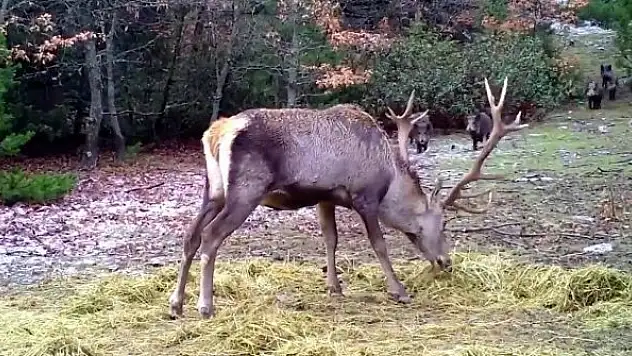 Aç kalan domuzlar, kızıl geyiğin yemek keyfini bozdu