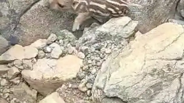 Yaban domuzunu gören vatandaşların söyledikleri güldürdü