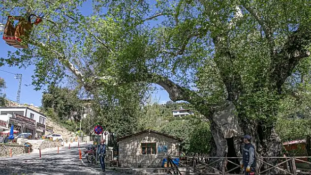 Tarihin canlı tanığı 2 bin yıllık 'Musa Ağacı' özenle korunuyor
