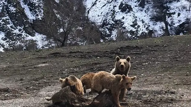 Şamualar ve ayılar fotoğraflandı