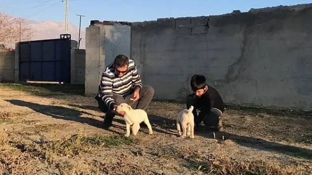 Erzincan'da 238 köpek kimliklendirildi