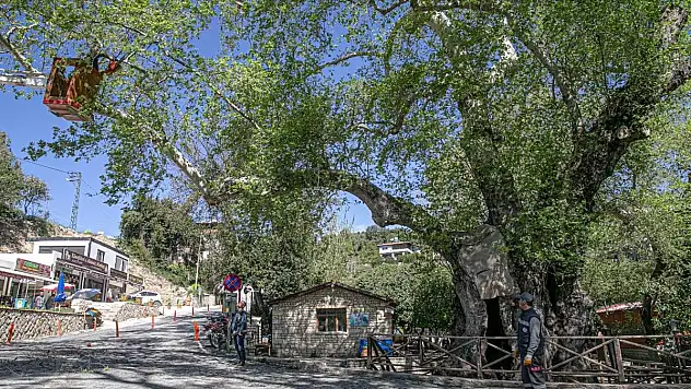 Tarihin canlı tanığı 2 bin yıllık 'Musa Ağacı' özenle korunuyor