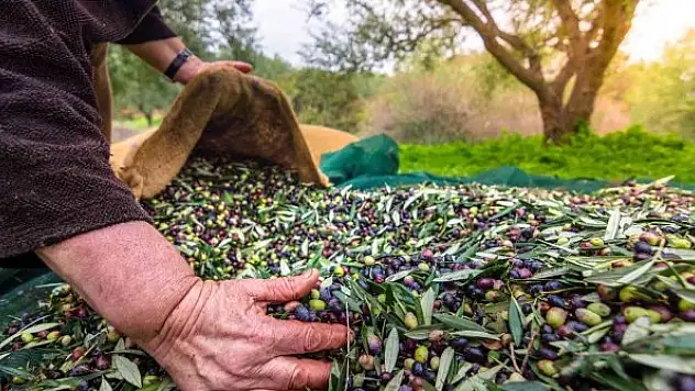 Sofralık zeytin ihracatı 100 bin tona koşuyor
