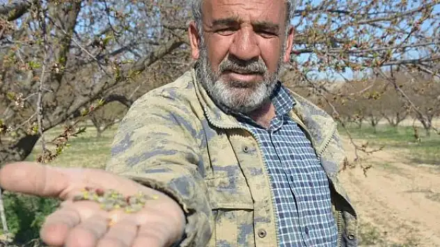 Malatya'da kayısıyı don vurdu