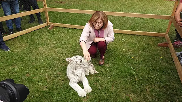 Bengal Kaplanı Gaziantep'e getirildi