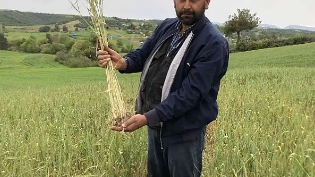 Kuraklık buğday üreticisine 30 yıl sonra tarla sulattı