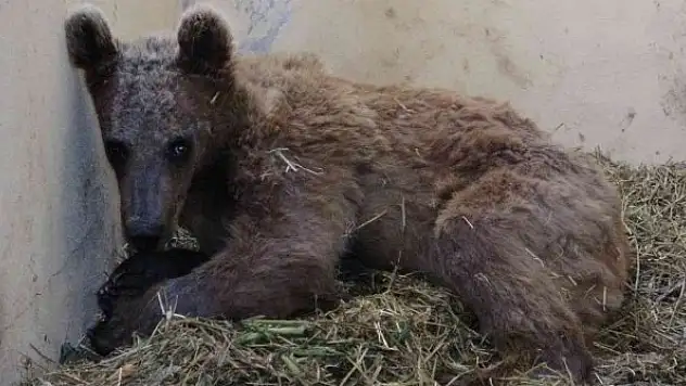 Silahla vurularak felç olan ayı tedaviye olumlu yanıt veriyor