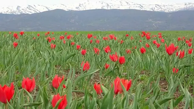 Kırmızı laleler açmaya başladı