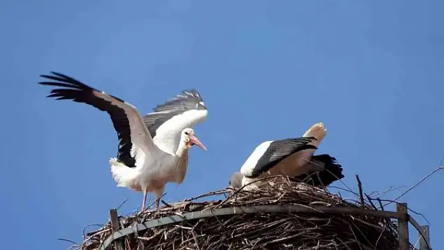 Leylekler okulun maskotu oldu