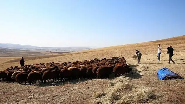 Devlet desteğiyle koyun varlığı artıyor