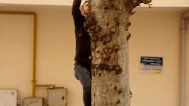 Ağaçta mahsur kalan kediyi esnaf kurtardı