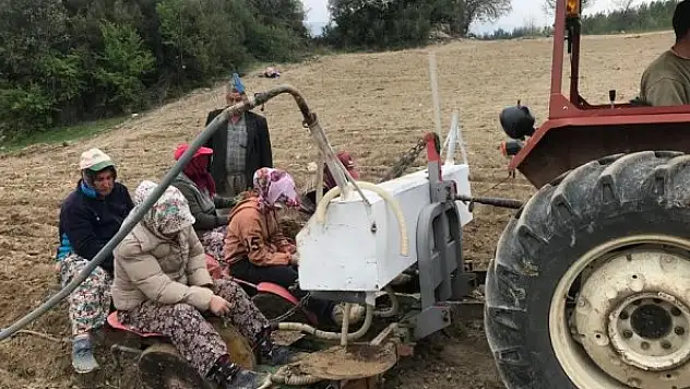 Denizli'de yılın ilk adaçayı fideleri toprakla buluştu