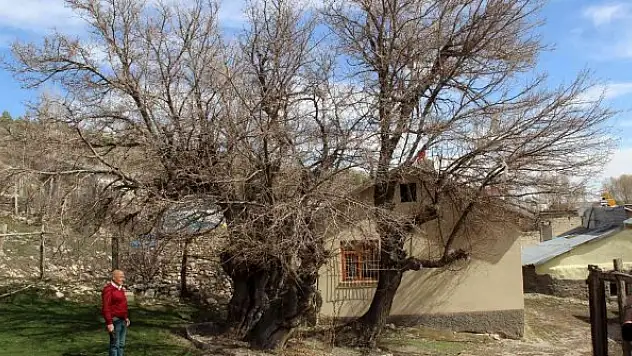 Yedi asırdır ayakta, zamana meydan okuyor