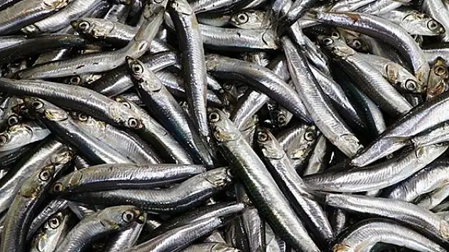 Türkiye hamsi ihracatından 8,2 milyon dolar kazandı