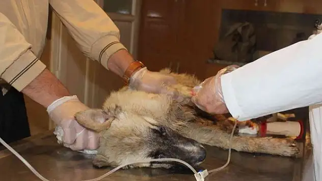 Köpek katliamı: 20'ye yakın zehirlendi