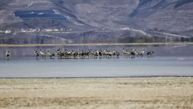 Turnalar Sultan Sazlığı Milli Parkı'nda