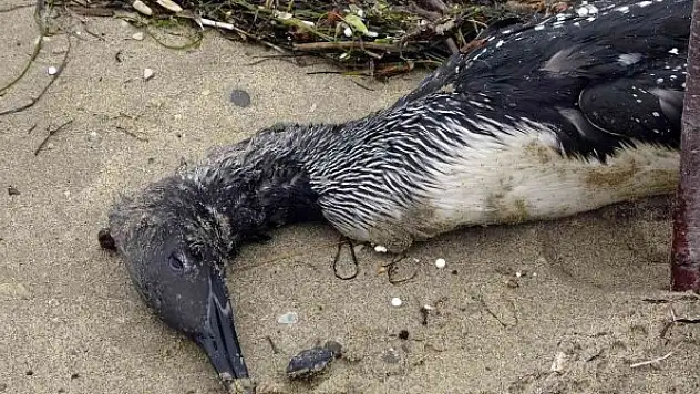 Karadeniz'de korkutan manzara