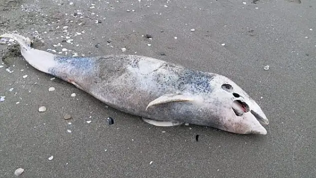 Ölü yunus karaya vurdu