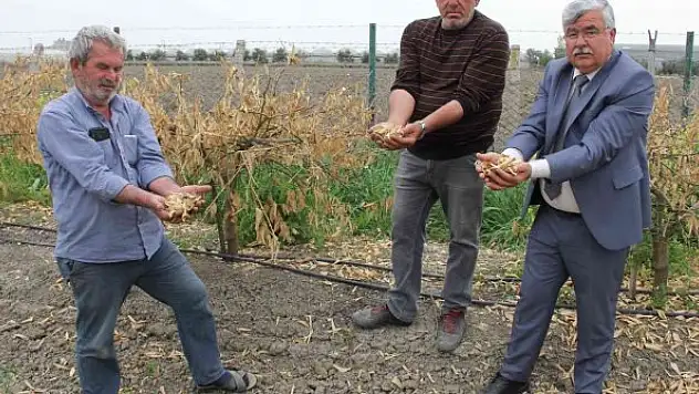 Zirai don Mersin'i vurdu