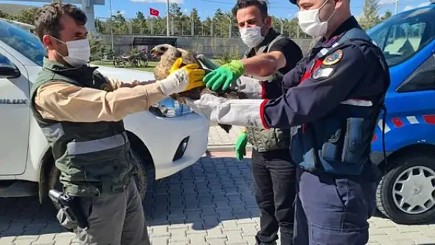 Yaralı bulunan şahine jandarma sahip çıktı