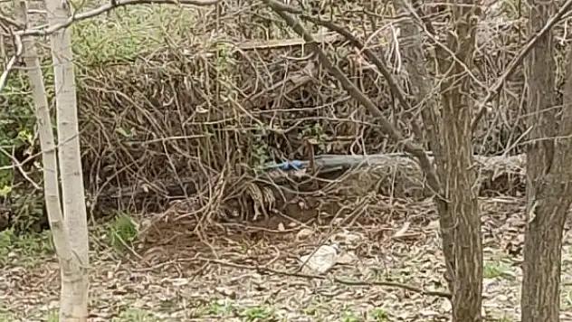 Yaban domuzu evin bahçesinde yavruladı