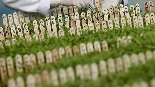 Tarımda üreticiye yerli tohum desteği sürüyor