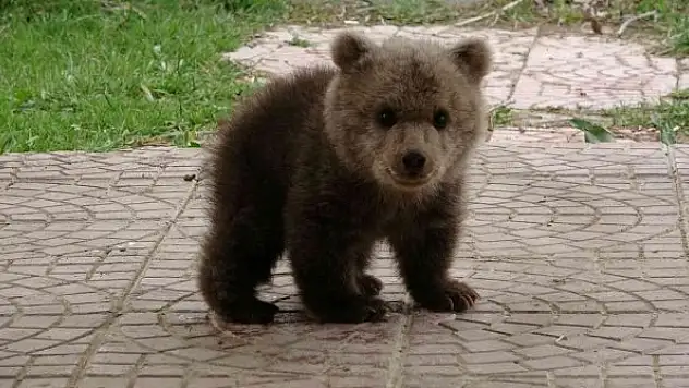 Sevimli ayı yavrusuna bebek gibi bakıyorlar